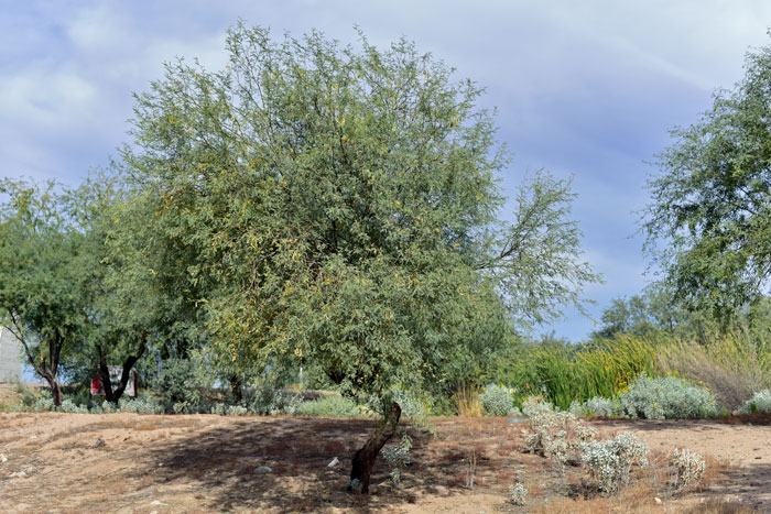 Western Honey Mesquite beans, pods and some leaf forage are extremely important food sources for wildlife including deer and small mammals and livestock and the densely growing plants provide cover for many species of wildlife particularly birds. Prosopis glandulosa var. torreyana